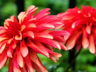 rainy colour (on my front porch)