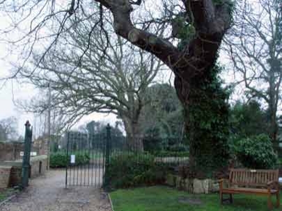 and capricious branches of trees. 