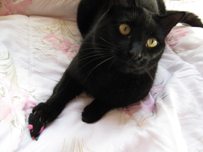 Weapon of Mouse Destruction