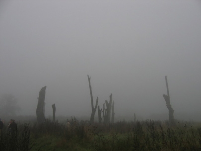 dead trees standing tall