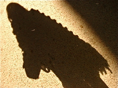 Felling Like a Shadow, Wanting to Disappear...