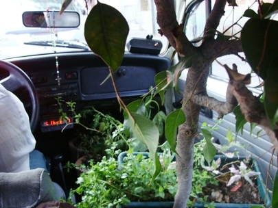 Moving my garden Part 1