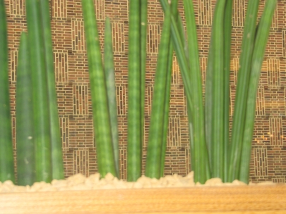 view from the Bijenkorf 