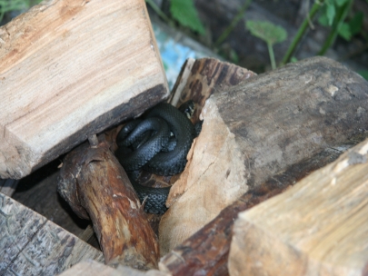 snok aka. ringslang aka. grass snake aka. natrix natrix in my woodpile