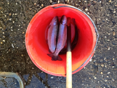 fresh trout for christmas