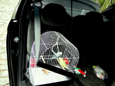 Perla and Blu are ready to hit the road!