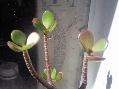 Some  the flowers in the backyard