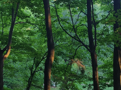 the pokemon craze begins sweeping the nation at this time