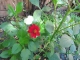 our first red dalia - our garden is getting colourful 